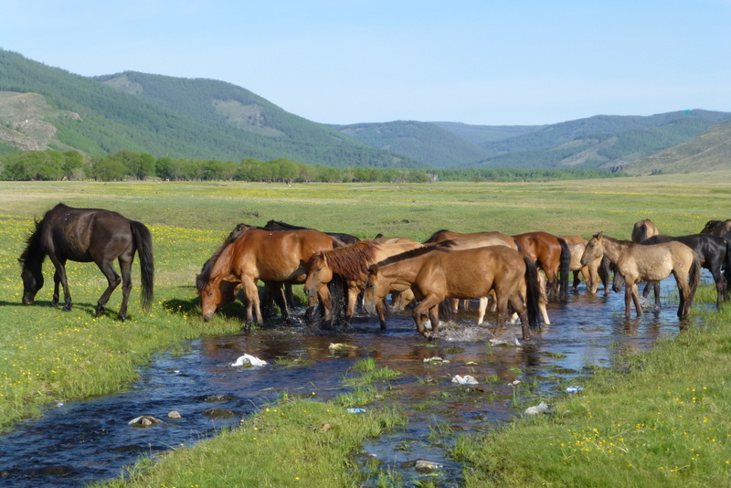 Versammlung an der Tränke - Pferde in der Mongolei