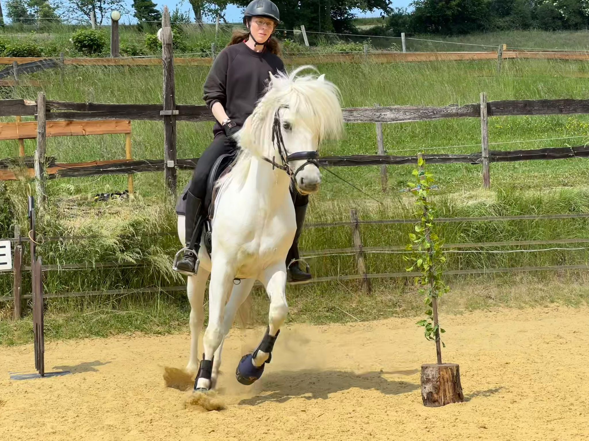 Versammlung ist essentiell in der Working Equitation.