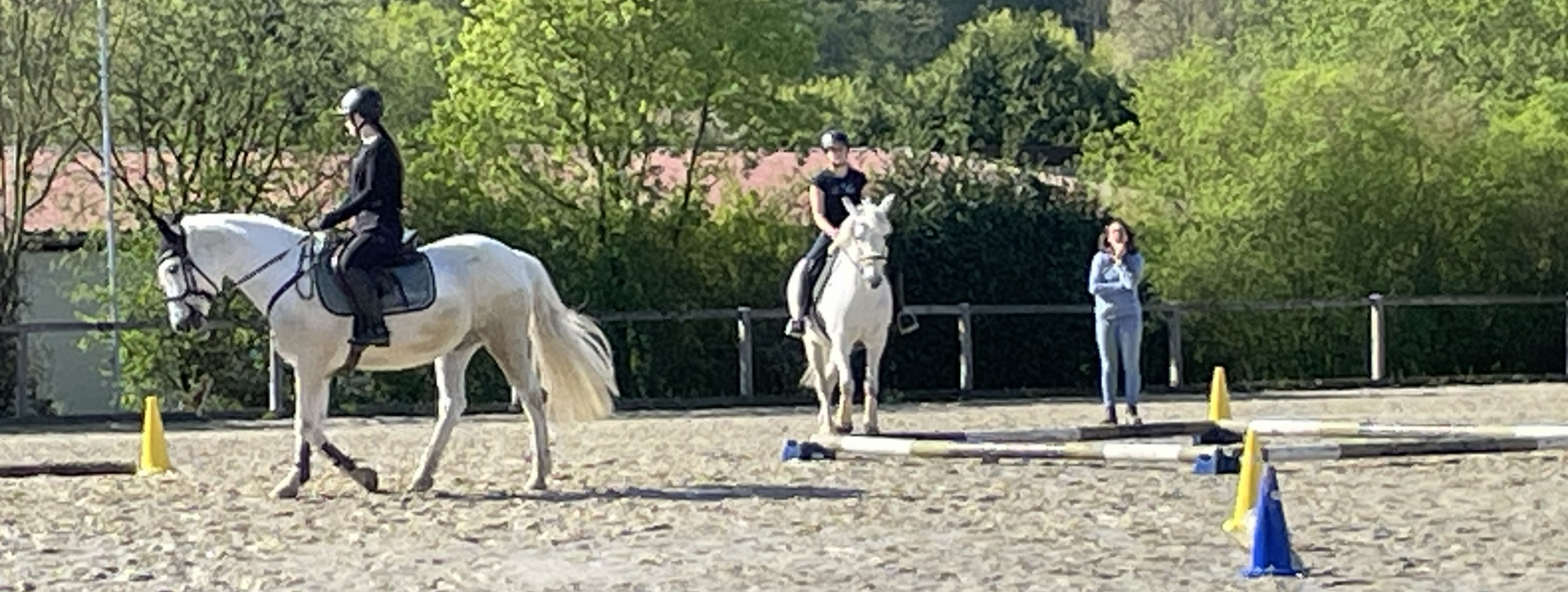 Stangenarbeit und Cavaletti-Training bringt mehr Schwung in die Platzarbeit